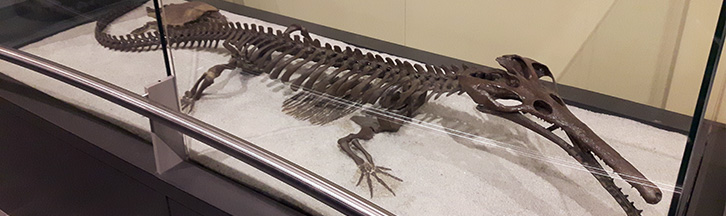 Chmapsosaur Skeleton of the CMN specimen