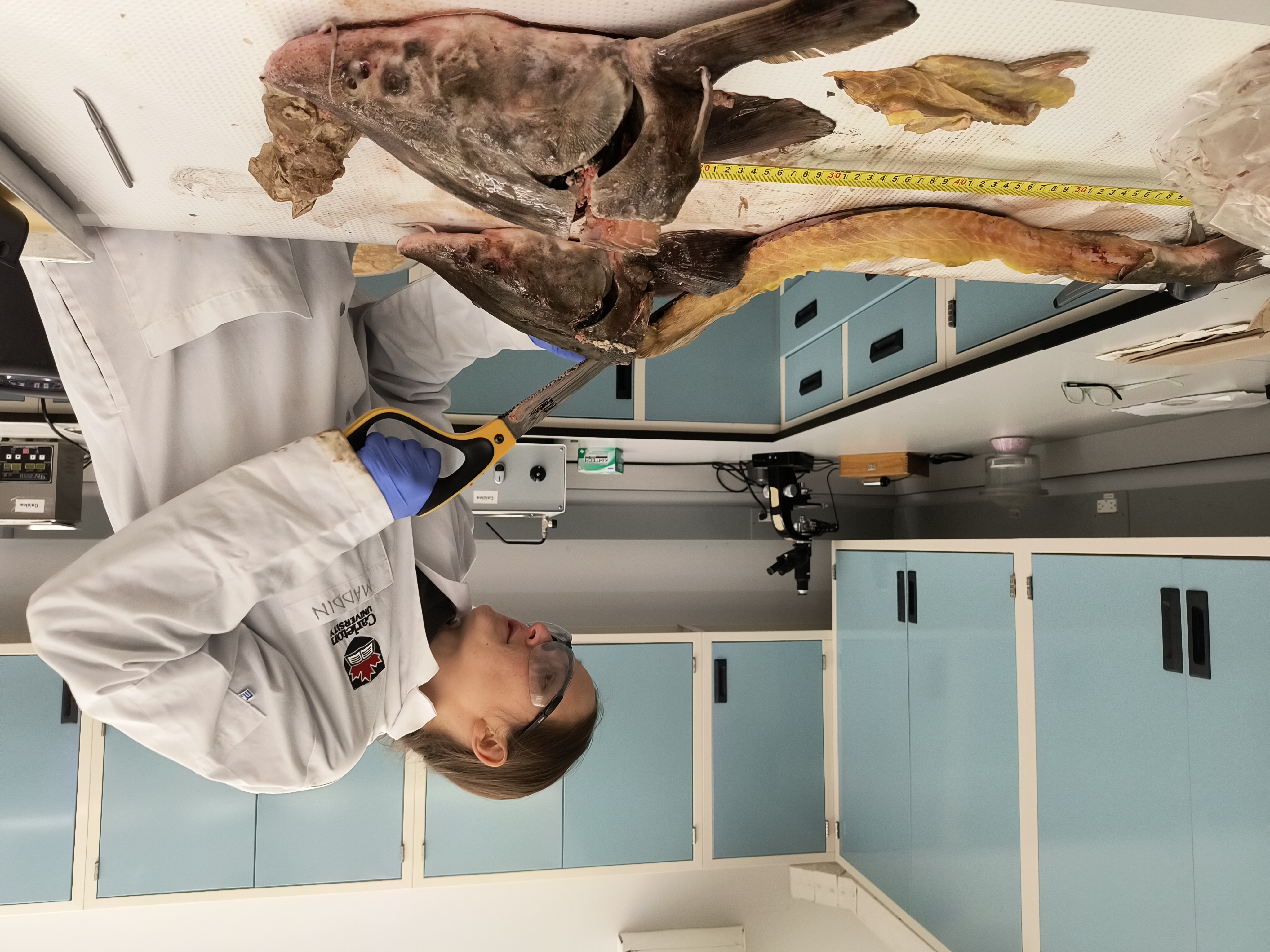 Dissection