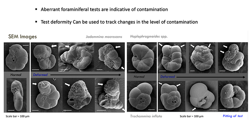 Foraminiferal tests deformities